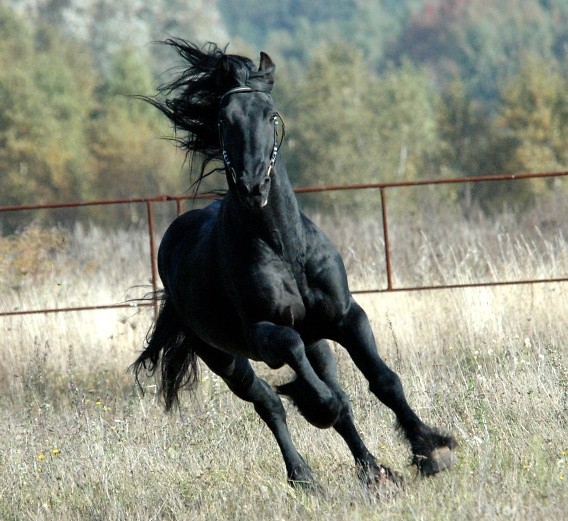 KOcham 