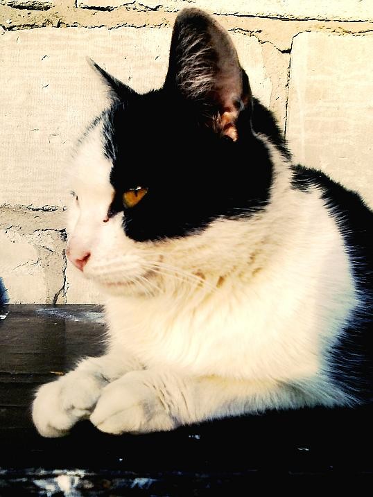 Kicia