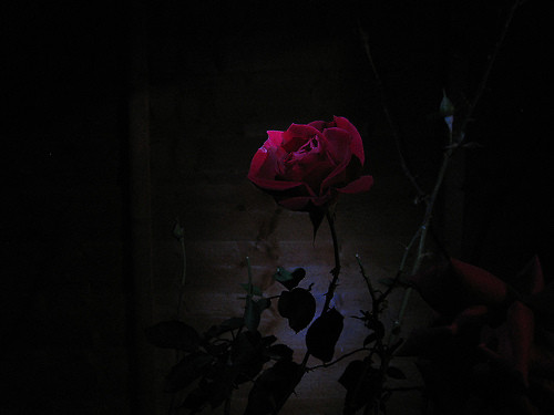 Like a Rose between shit...