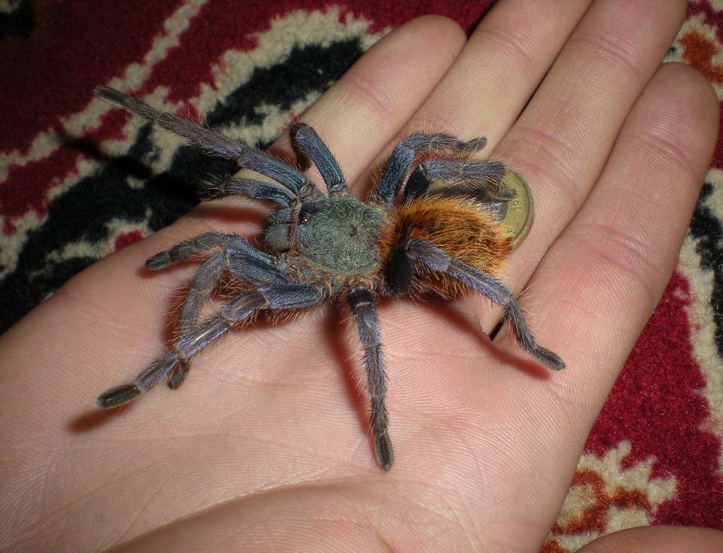 Chromatopelma cyaneopubesce L9