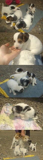 Chce kto pieska.?
