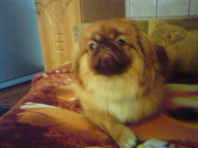 GIZMO