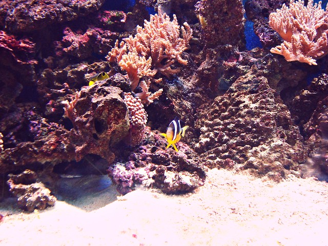 Fish