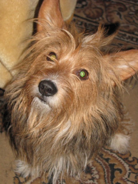 Sierciuch