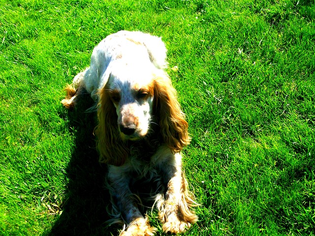 Molusia ;**