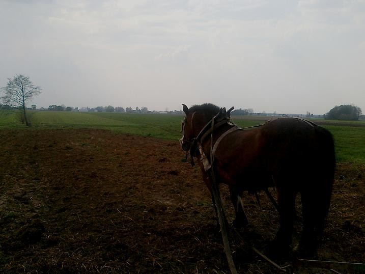 konik