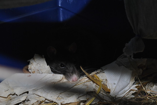 Aro