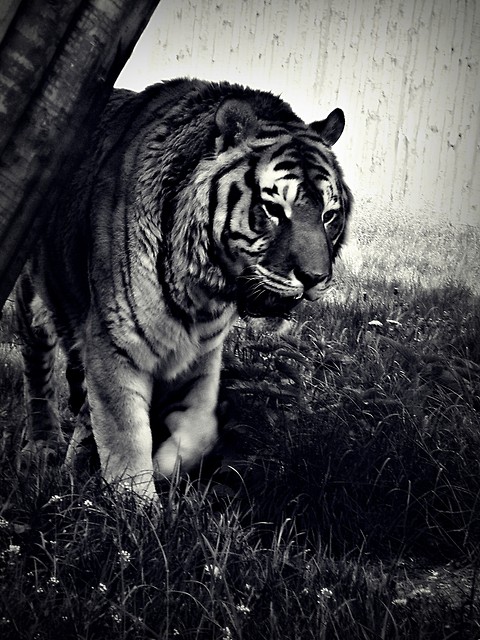 tiger