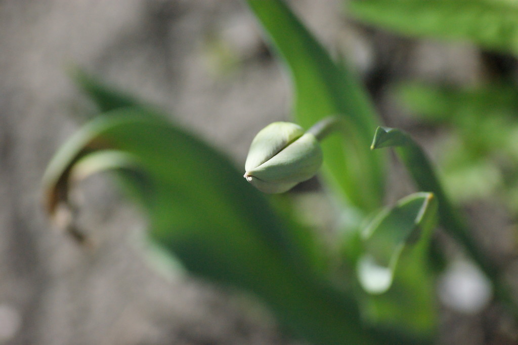 Tulipan