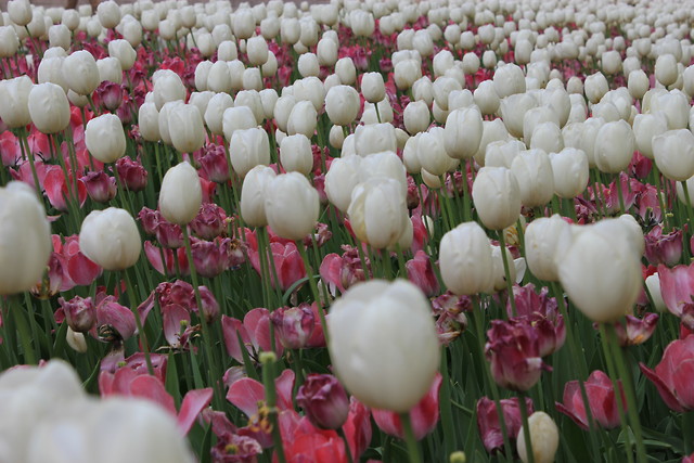 Tulipanki; )