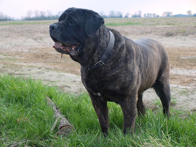 Zula