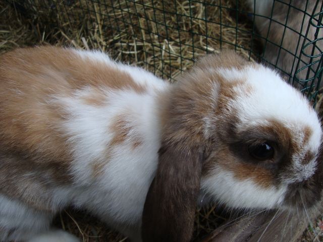 Max