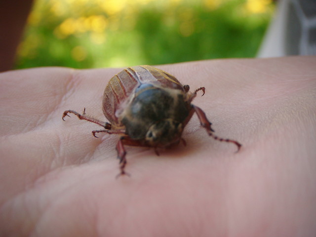 Robaczek