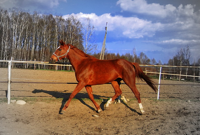 Ruda