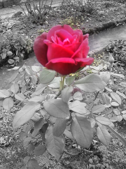rose.
