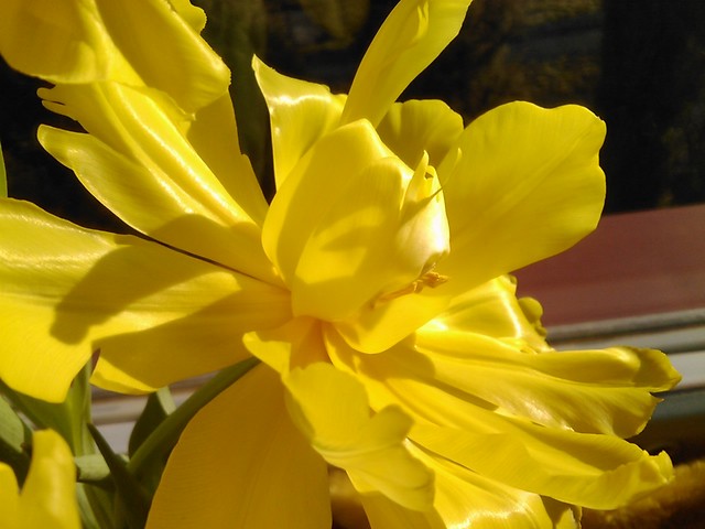 tulipan