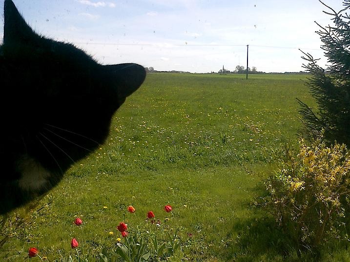 salem