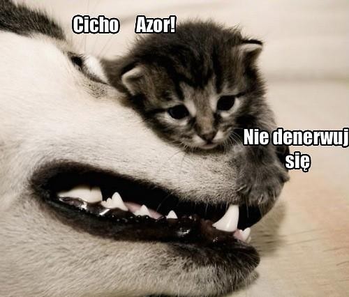 http://ask.fm/AZOR