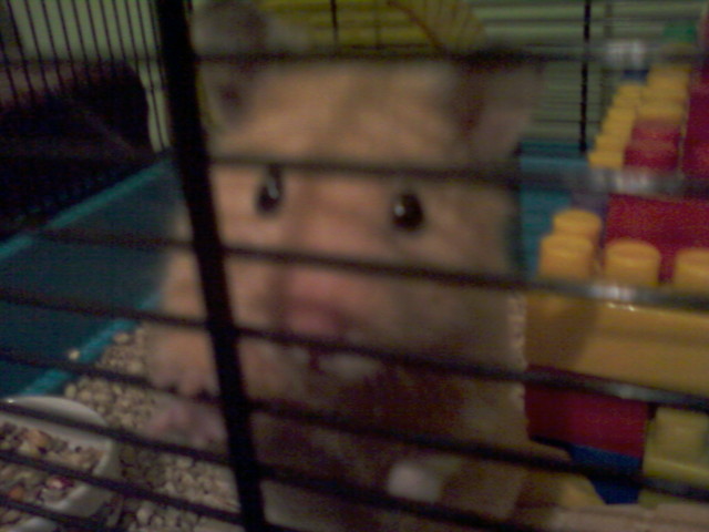 Helo