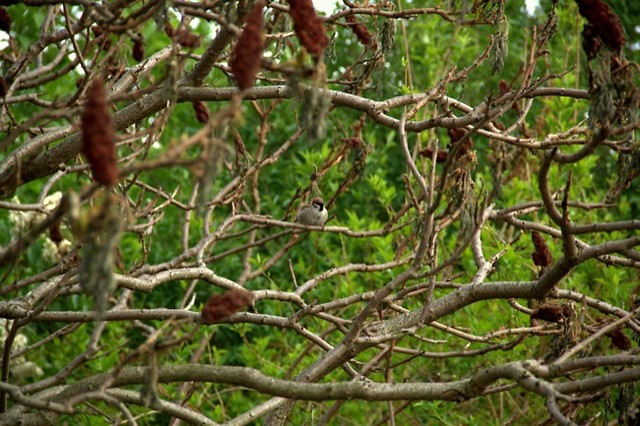 Sparrow