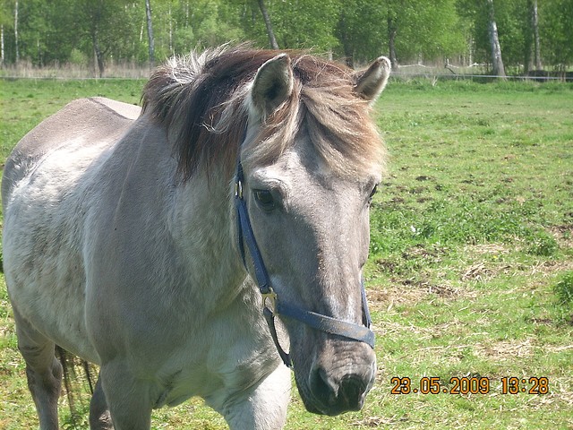 Kuba ;]