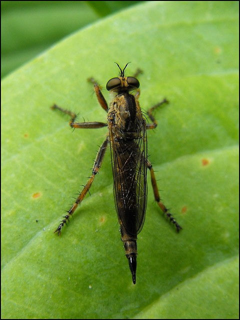 Zielono