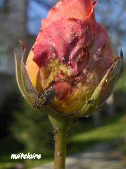2.