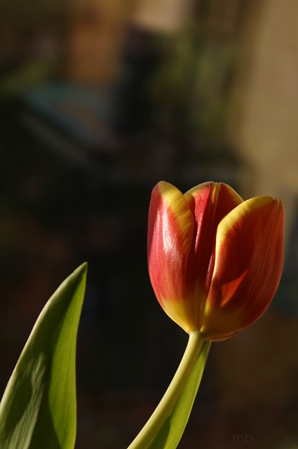 tulipanek.