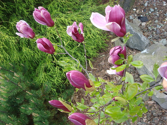 Magnolia u Klaudi!!;P