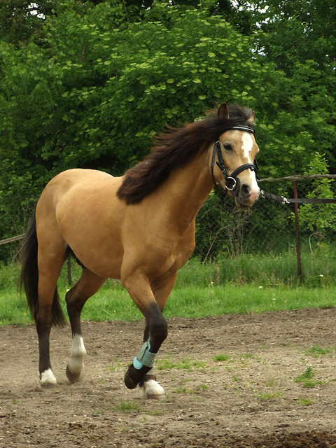 Turbo kucyk.
