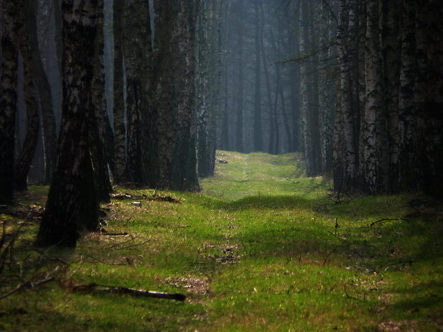 Puszcza Zielonka