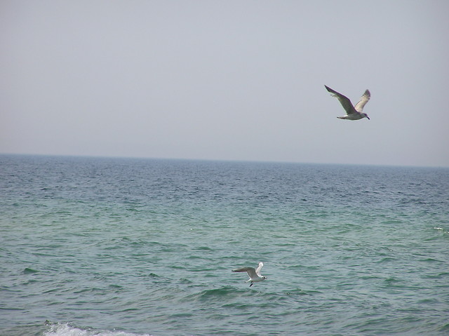 mewy, morze, Koobrzeg 