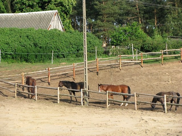 moje konie na padoku