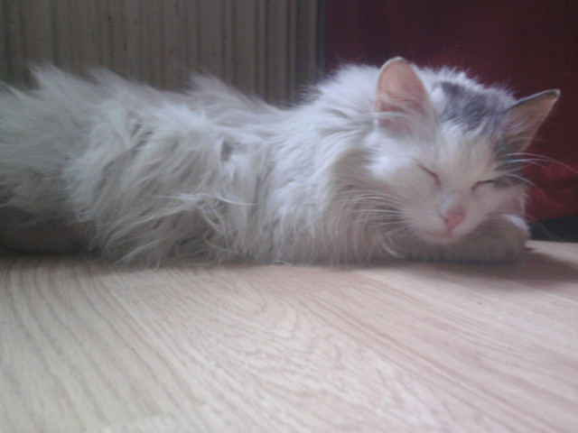 ~ Pereka . ; *