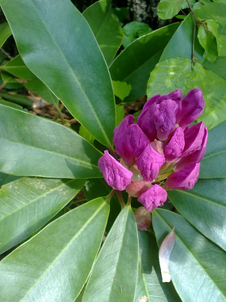 z arboteum