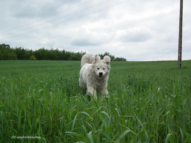 Cesar