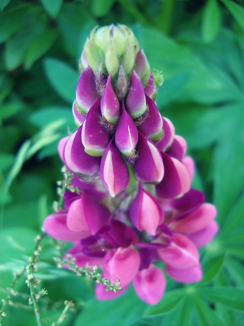 Flower № 50 '10