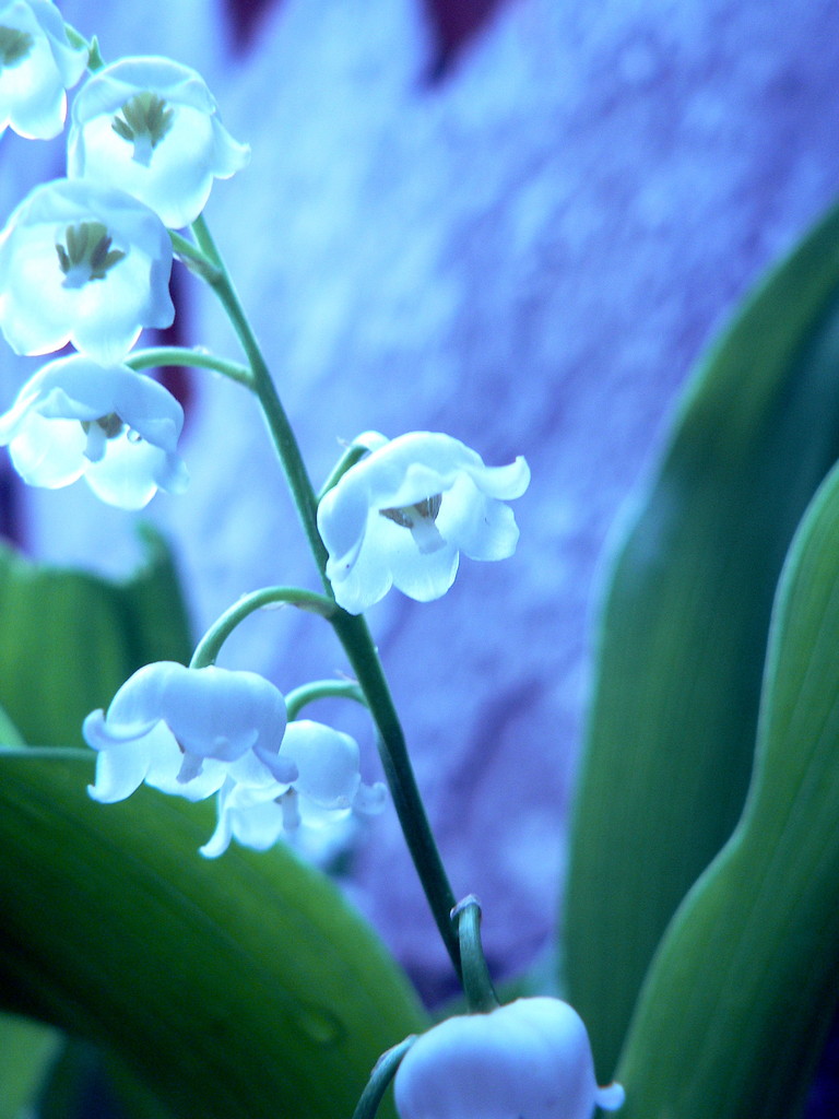 lilies