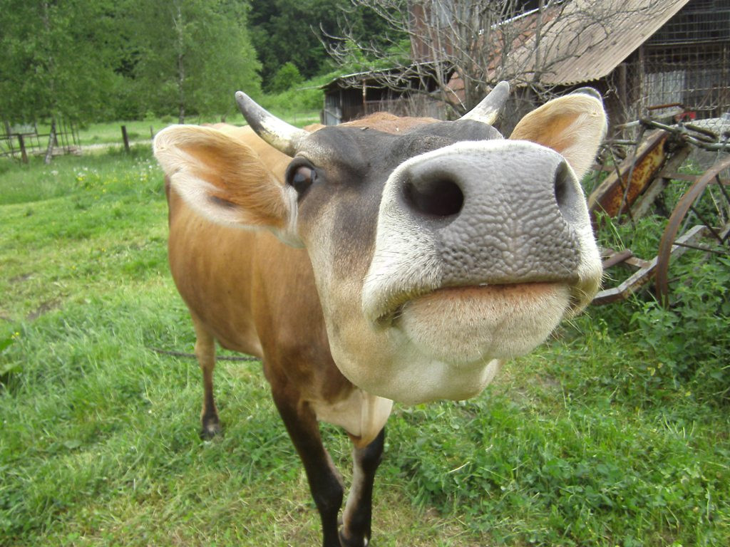 [25] Cow