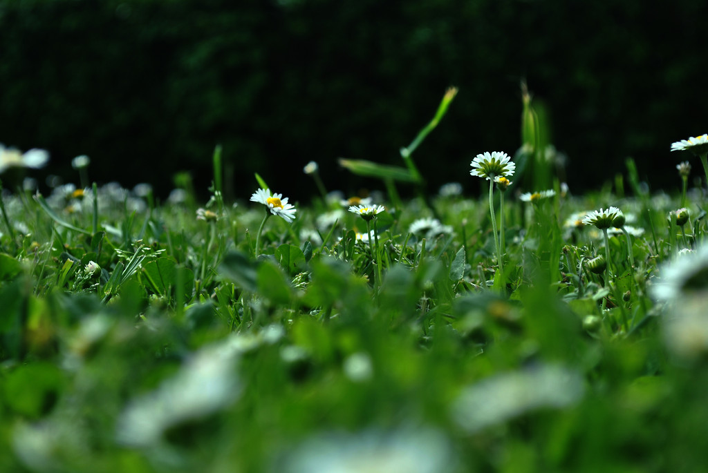 spring