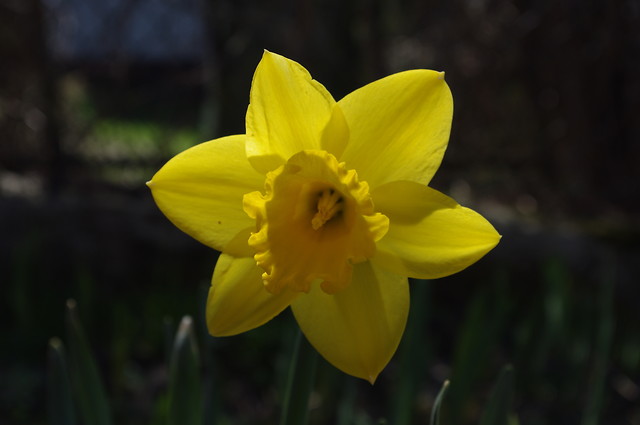 Yellow :D