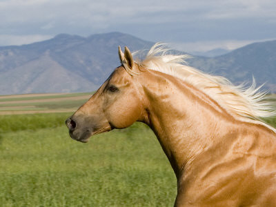 Ko Palomino :)