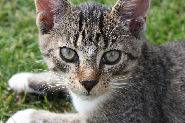 Die Katze