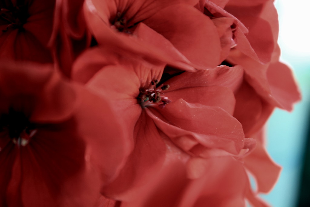 pelargonie