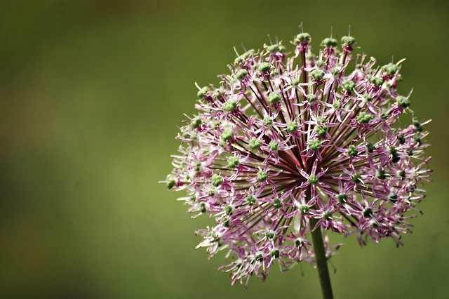 Ogrd Botaniczny