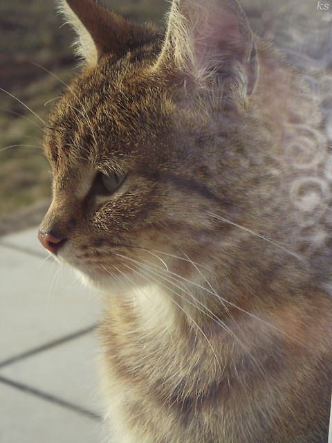 miau.