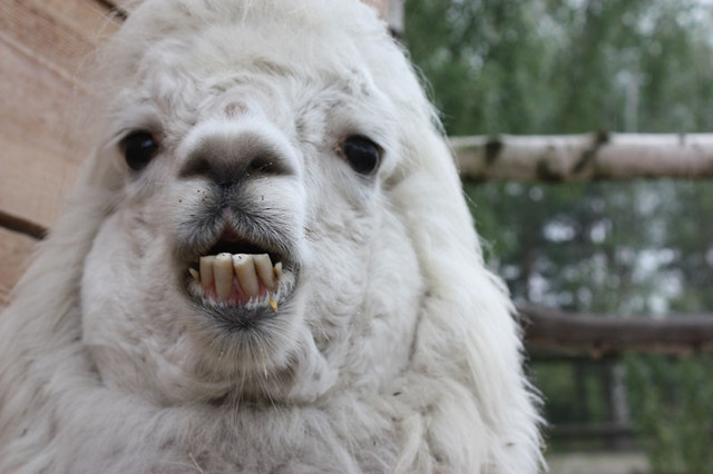 LAMA :D