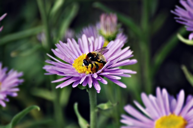 Ogrd Botaniczny