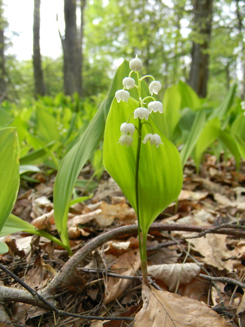 Konwalie maj 2011