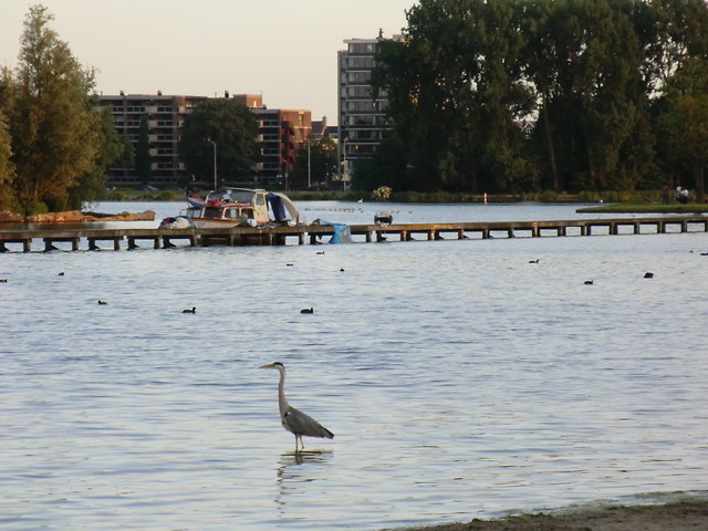 czapla